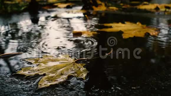 雨滴落在水坑上有黄色的枫叶视频的预览图