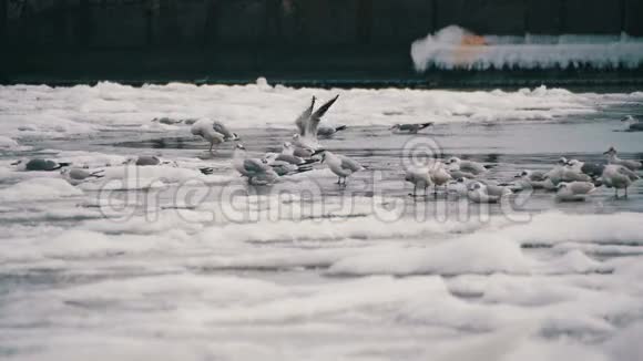 海鸥慢悠悠地坐在冰封的海面上视频的预览图