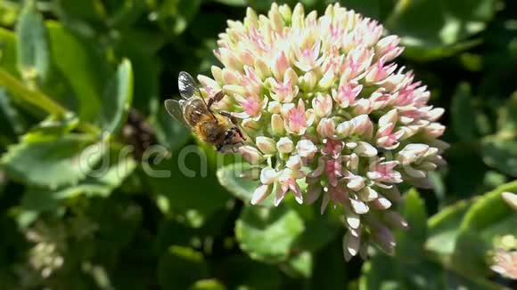蜜蜂从花中采集花蜜慢动作视频的预览图