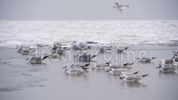 海鸥慢悠悠地坐在冰封的海面上视频的预览图