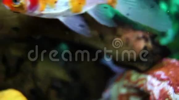 靠近鱼缸里的蜗牛和鱼视频的预览图