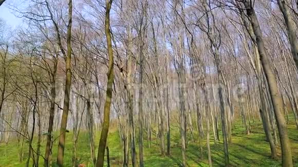 绿色的春天森林朝阳用白色的花朵照亮绿草全景1920x1080视频的预览图