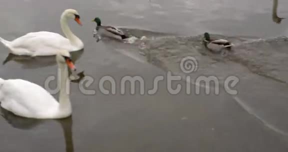 天鹅滑过水面鸭子在游泳视频的预览图