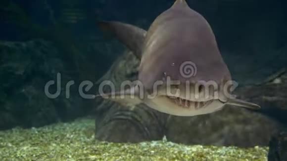 水下世界鲨鱼在水下游泳特写镜头视频的预览图