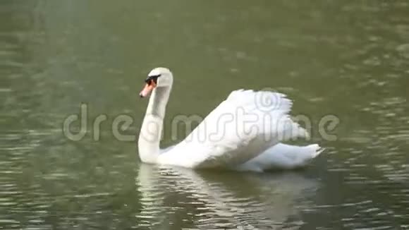 巨大的白天鹅在美妙的湖中游泳视频的预览图