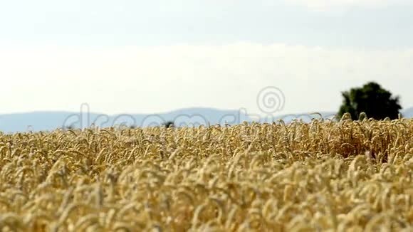 成熟小麦的田地视频的预览图