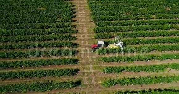 在葡萄园里收获葡萄的拖拉机的鸟瞰图农民用拖拉机喷洒葡萄藤视频的预览图