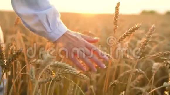 慢动作一只雌手在夕阳下抚摸着田野上的小麦视频的预览图
