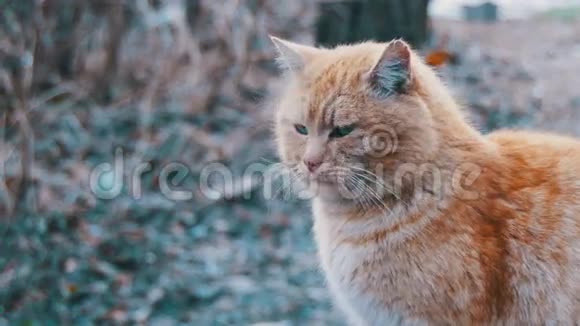 早春街头公园里无家可归的红猫搞笑都市猫视频的预览图