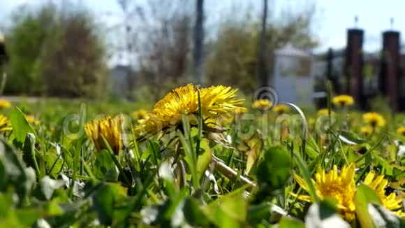 一只黄色的雏鸟在新鲜的草地上视频的预览图
