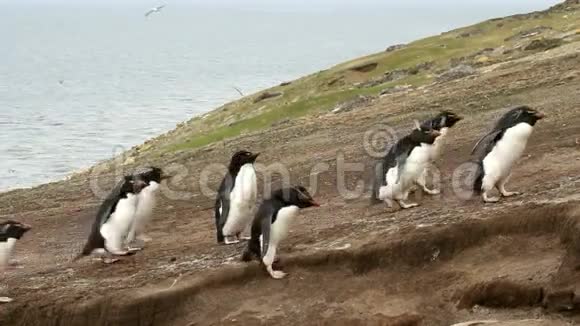 福克兰群岛罗克霍普斯企鹅上坡视频的预览图