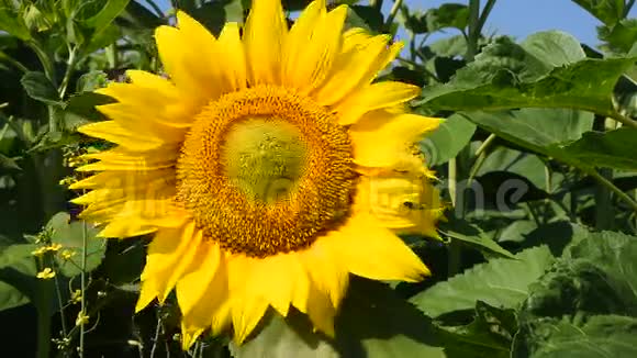 一朵黄色的向日葵覆盖着绿色的花蕾视频的预览图