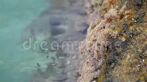 天堂海洋干净的海水溅在海岸岩石珊瑚上视频的预览图