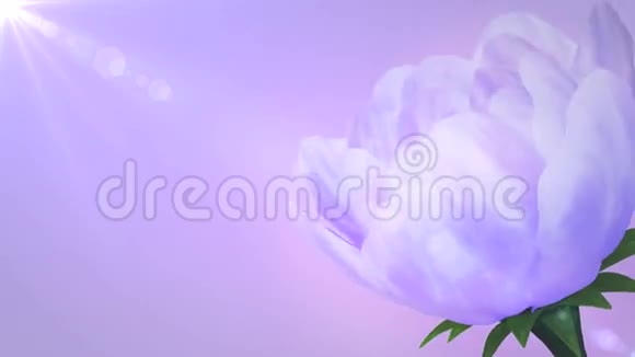 绽放的紫色花朵视频的预览图