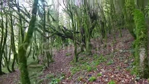 穿过神秘森林的小径视频的预览图