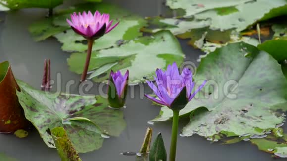 一朵紫色的莲花视频的预览图