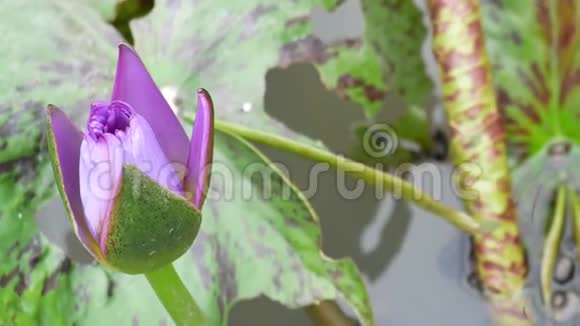 一朵紫色的莲花视频的预览图