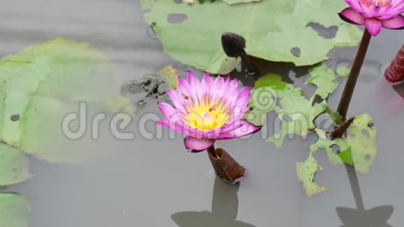 一朵紫色的莲花视频的预览图