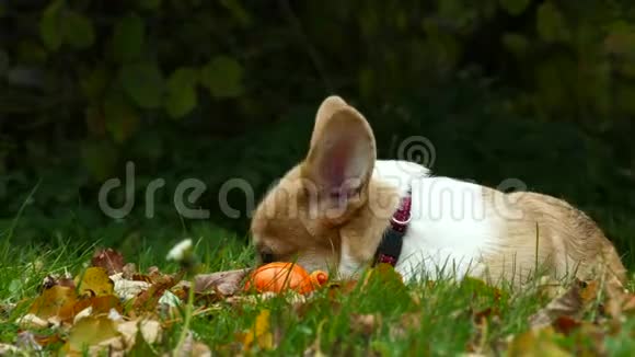 小狗在草地上散步视频的预览图