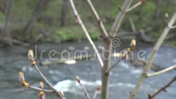 板栗树枝有芽和流水4K视频的预览图
