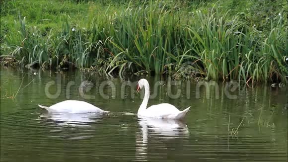 两只天鹅在湖里游泳寻找饲料视频的预览图