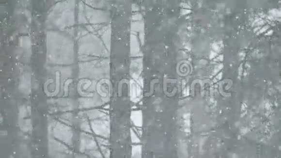 森林里的暴风雪视频的预览图