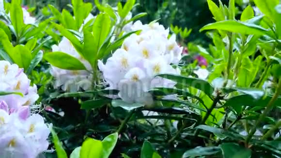 杜鹃花的白色花朵照相机的移动使人们可以看到花的各个侧面视频的预览图