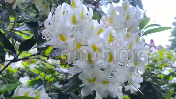 杜鹃花的白色花朵照相机的移动使人们可以看到花的各个侧面视频的预览图