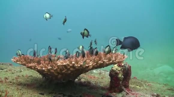 海底珊瑚上的学校黑白鱼视频的预览图