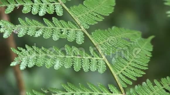 加拉帕戈斯群岛自然公园森林植物视频的预览图