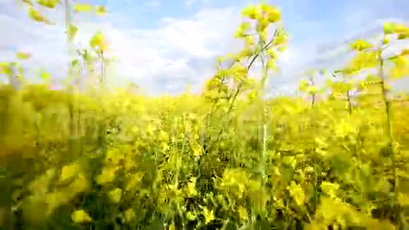 金色的田野蓝色的多云的天空视频的预览图