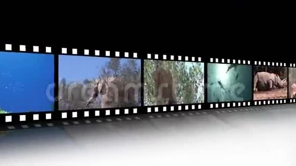 野生动物镜头的拼贴视频的预览图