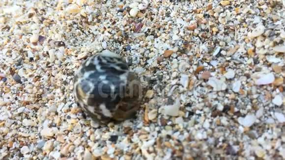 带壳的小型寄居蟹视频的预览图