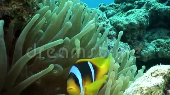 小丑鱼明亮的橙色在泡沫蛇科水下红海视频的预览图