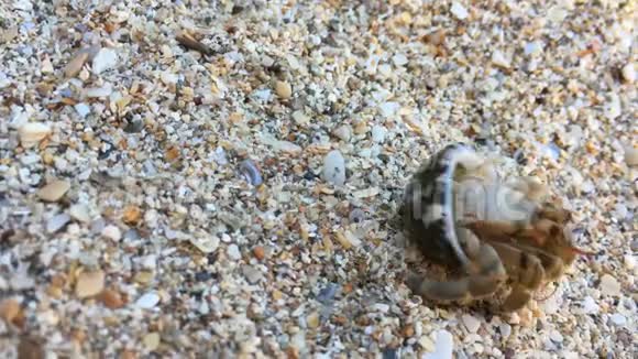 带壳的小型寄居蟹视频的预览图