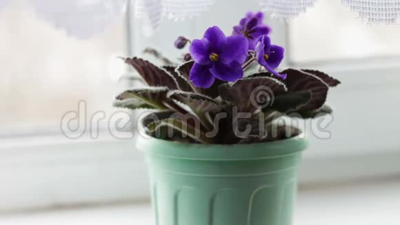 家窗台上紫色的美丽花朵视频的预览图
