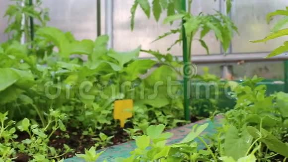 透明聚碳酸酯制成的蔬菜温室中的视频视频的预览图