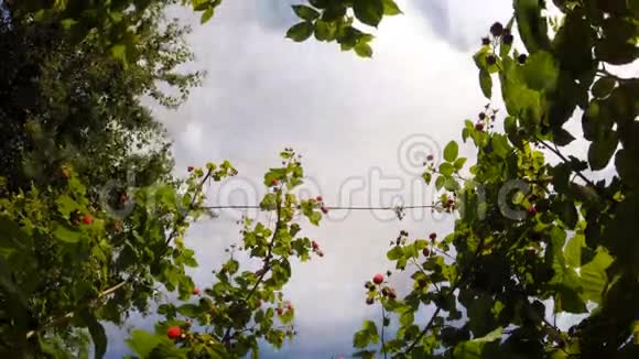 蓝天时光穿越浆果丛林视频的预览图