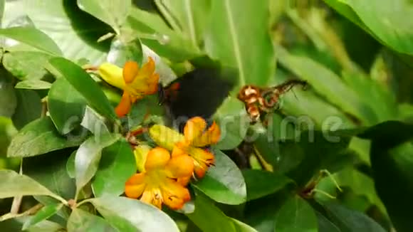 一朵花上的热带蝴蝶视频的预览图