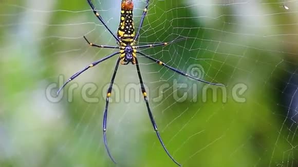 网上漂亮的大蜘蛛视频的预览图