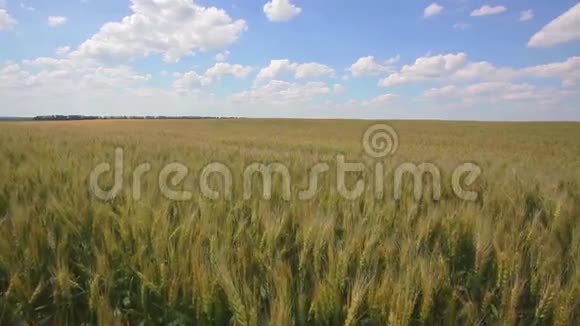 种粮田种在农田里的绿色粮食视频的预览图