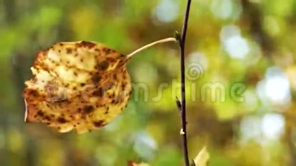 风中白桦树上的一片秋叶视频的预览图