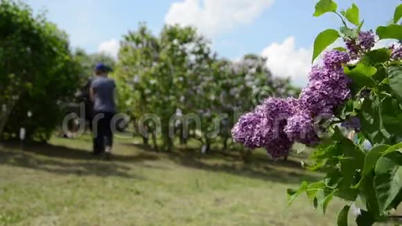 盛开的紫丁香树枝随风移动模糊的游客视频的预览图