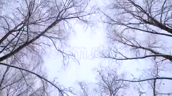 冬天的森林视频的预览图