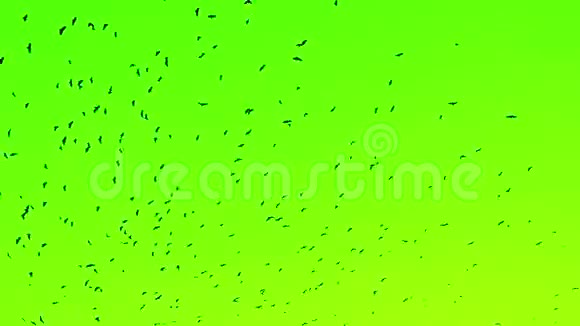一群黑色的大鸟飞向绿屏视频的预览图