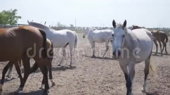 在围场散步的马群围场里的一群马视频的预览图