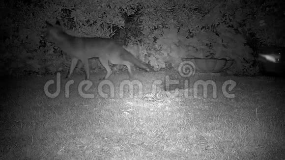 狐狸晚上和刺猬一起在房子的草坪上觅食视频的预览图