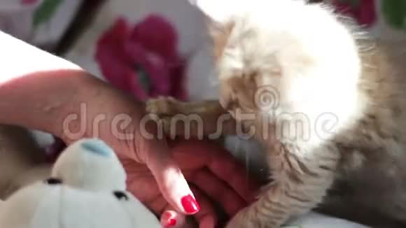一只毛茸茸的红色小猫在床上玩耍视频的预览图