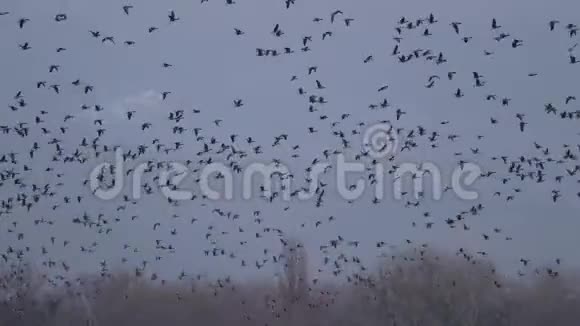 很多大雁在飞视频的预览图