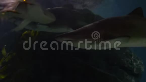 水下世界鲨鱼在水下游泳特写镜头视频的预览图